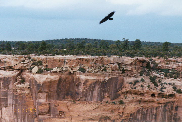 Navajo Life