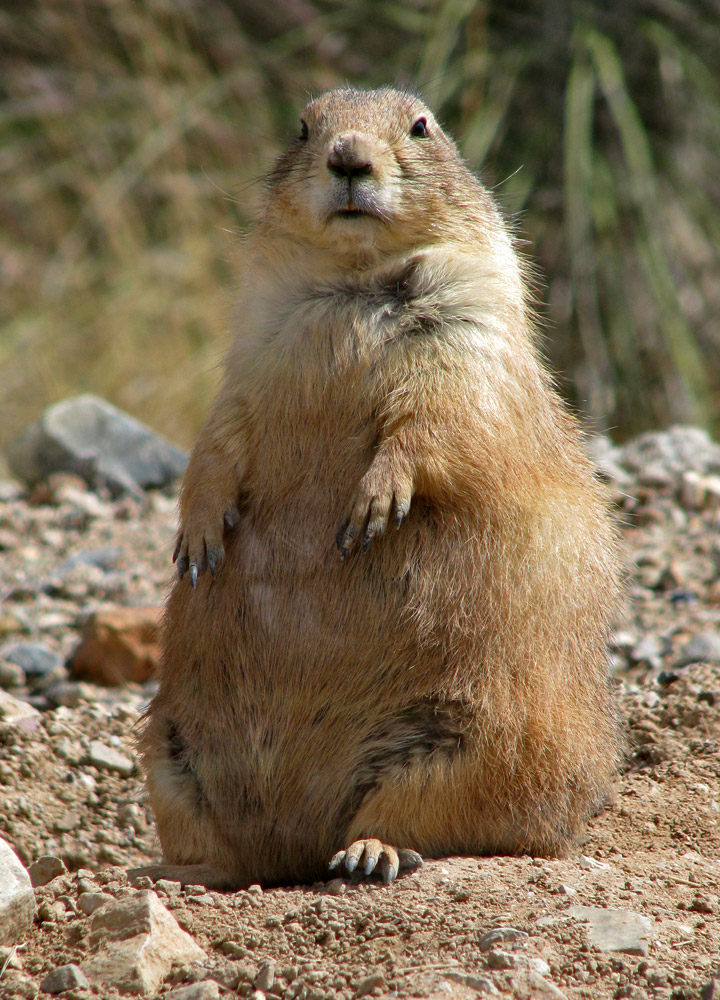 Arizona-Sonora Desert Museum, Tucson, Arizona - Travel Photos by Galen