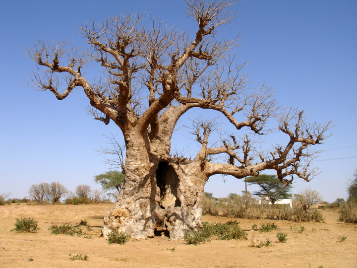 Senegal, Africa - Travel PHOTOS by Galen R Frysinger, Sheboygan ...