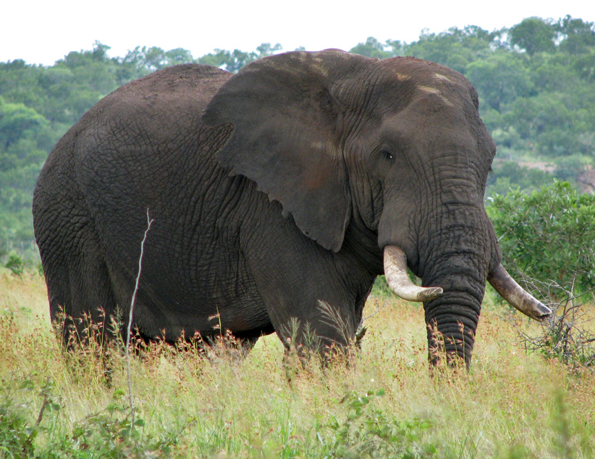 Elephants in Kruger National Park, South Africa - Travel Photos by