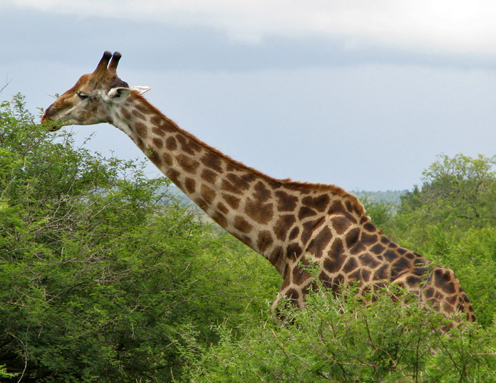 Giraffes Predators