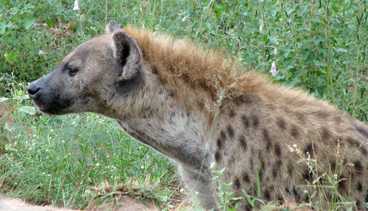 http://galenf.com/africa08/hyena01.jpg