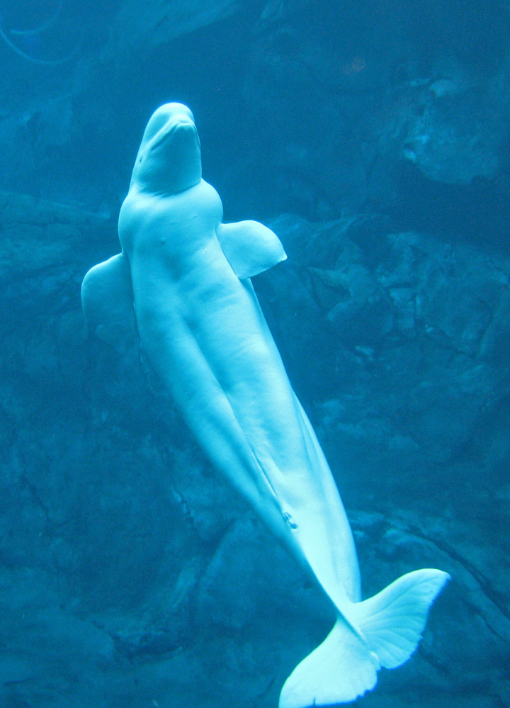 Beluga whales create art in Japan aquarium