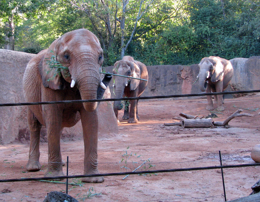 African Elephants at the Atlanta Zoo - Travel Photos by Galen R