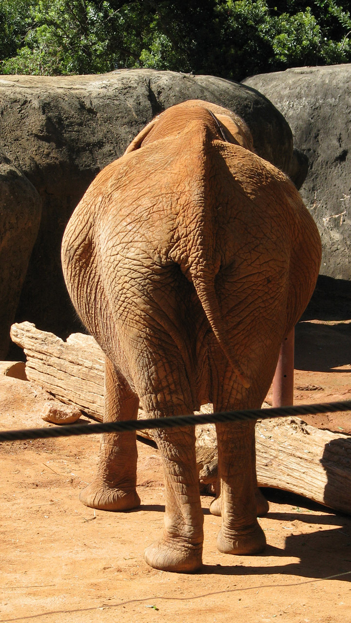 African Elephants at the Atlanta Zoo - Travel Photos by Galen R