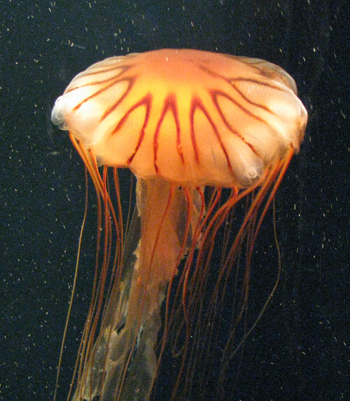 Jellyfish at the Atlanta Aquarium, Georgia - Travel Photos by Galen R