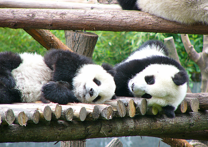 Panda Nursery at the Wolong Research Center, China - Travel Photos