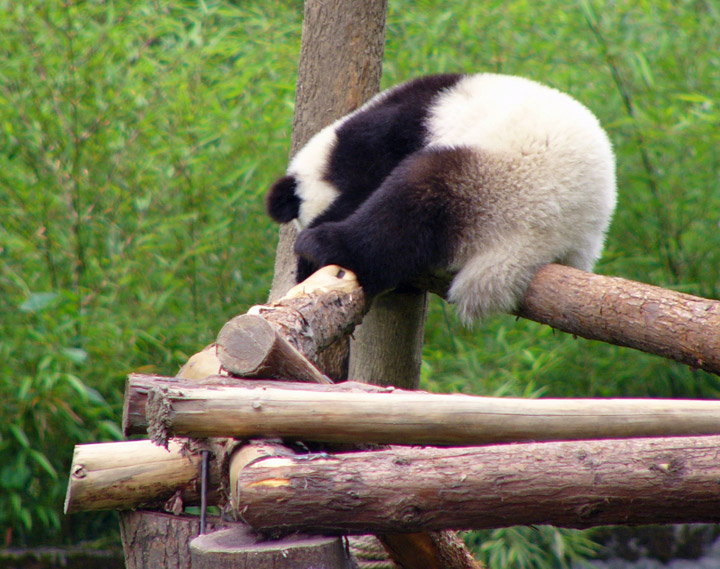 Panda Nursery at the Wolong Research Center, China - Travel Photos by