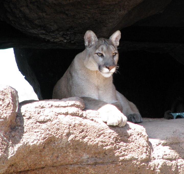 Arizona-Sonora Desert Museum, Tucson, Arizona - Travel Photos by Galen