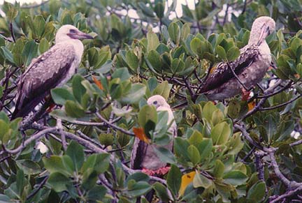 aldabra1.jpg (69529 bytes)