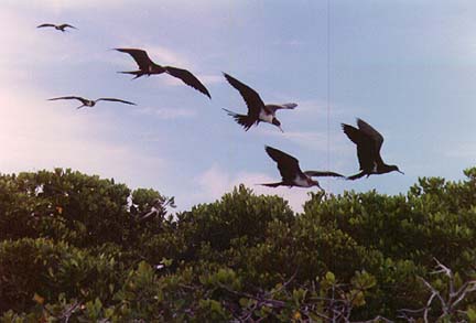 aldabra2.jpg (52839 bytes)