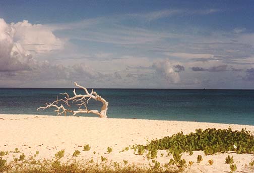 aldabra4.jpg (59224 bytes)