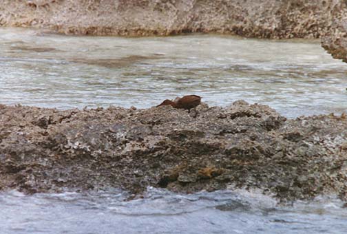 aldabra5.jpg (71493 bytes)