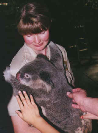 koala01.jpg (61937 bytes)