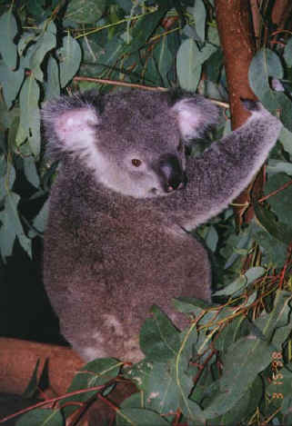 koala02.jpg (75639 bytes)