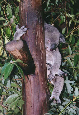 koala03.jpg (92899 bytes)