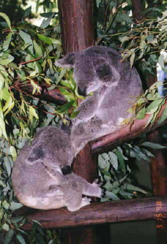 koala04.jpg (86655 bytes)