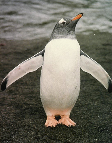 Zynga Português — Pinguins Espetaculares da Penélope