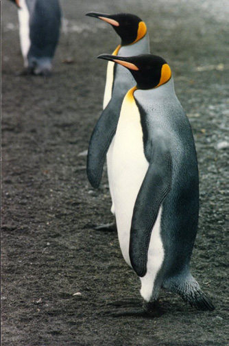 penguin15.jpg (104179 bytes)