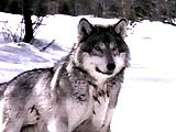 wolf4.jpg (43379 bytes)