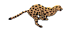 anicheetah.gif (7232 bytes)
