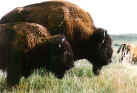 bison2.jpg (2776 bytes)