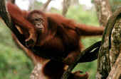 orangutan.jpg (19683 bytes)
