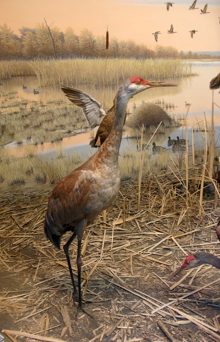 Sandhill Cranes in Wisconsin - Travel Photos by Galen R Frysinger