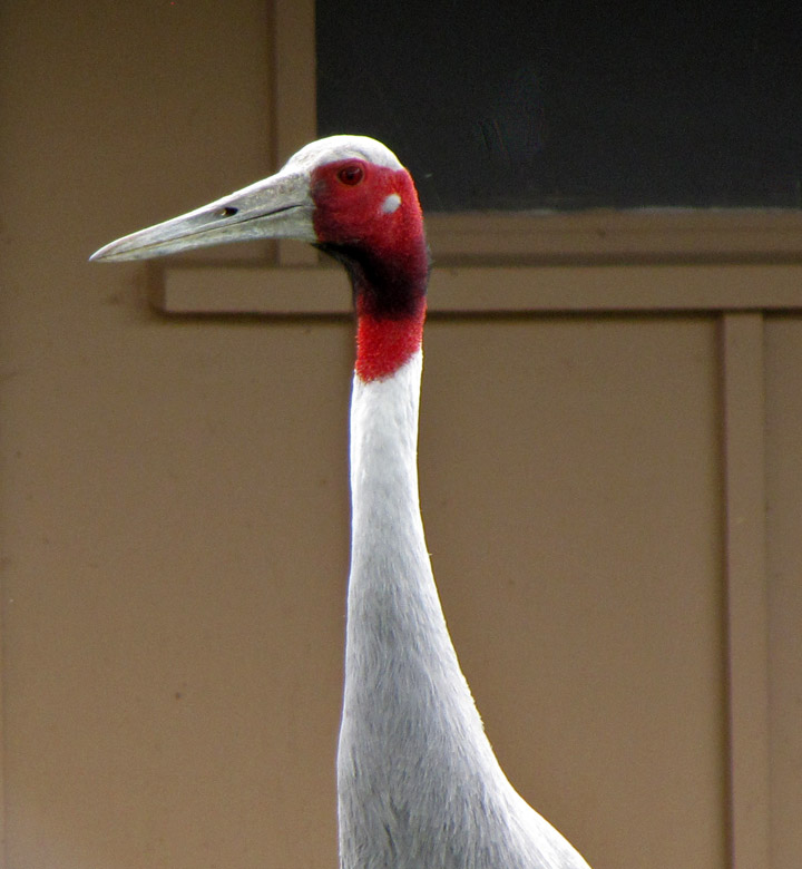 Sarus crane - Wikipedia