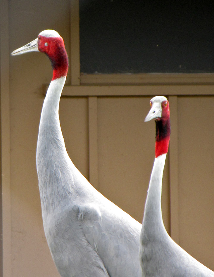 Sarus crane - Wikipedia