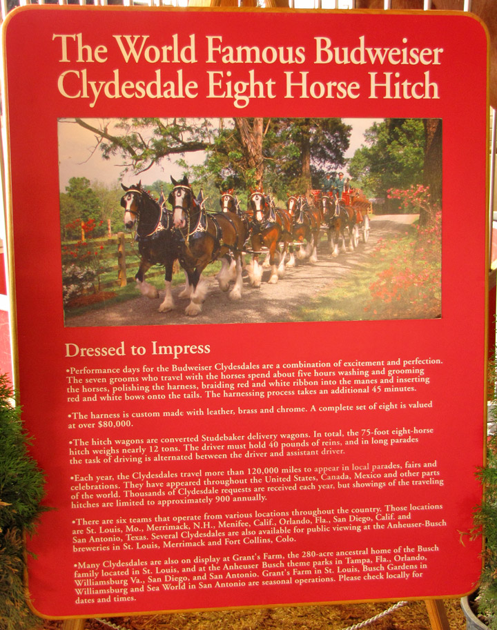 The Anheuser-Busch Clydesdale eight horse hitch makes its way